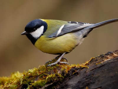 유럽박새(학명 Parus major)처럼 도시에 사는 새들은 남성보다 여성을 더 피하는 것으로 나타났다. 참새목 조류인 유럽박새는 한국의 박새와 같은 종이지만, 배가 노란 색을 띠는 점이 다르다. 한국 박새의 배는 흰색이다./위키미디어 커먼스