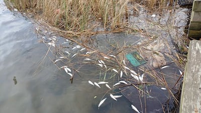 울산 태화강서 밴댕이 떼죽음… 울산시 “수질검사 의뢰”