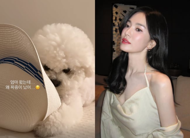 송혜교, 귀국 하자마자 반려견 딸 달래느라 '안절부절' "엄마왔는데.."
