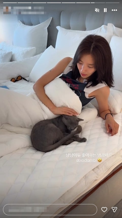 손담비, 반려묘 파양설 완전 종결…황당 루머에 '영상'으로 증명