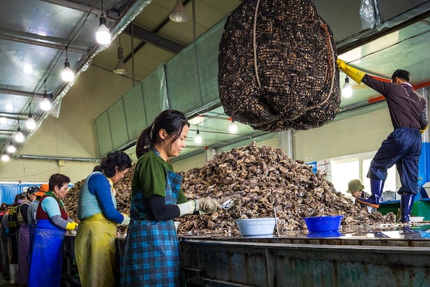 지난달 27일 경남 통영 용남면에 있는 굴 박신장에서 본지 조유미 기자가 껍데기 붙은 ‘각굴’을 까고 있다. 각굴은 까도 까도 쏟아졌다. /이건송 영상미디어 기자