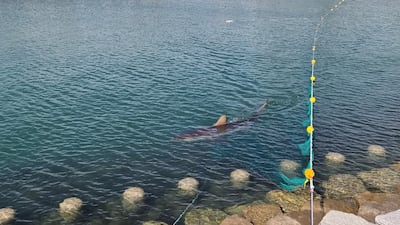 '부캉이'를 보려는 시민들로 붐빈 3일 오전 부산 북항친수공원. 2026.10.3뉴스1 ⓒ News1 임순택 기자