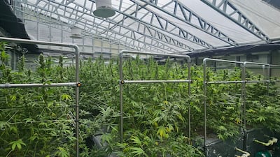경북 안동 규제자유특구 내 스마트팜에서 재배 중인 의료용 대마(CBD) 모습./염현아 기자