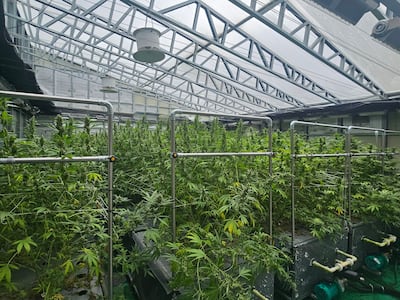 경북 안동 규제자유특구 내 스마트팜에서 재배 중인 의료용 대마(CBD) 모습./염현아 기자