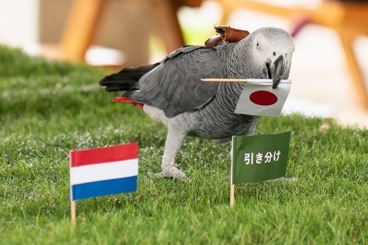 *첨부용//일본 예언 앵무 올리비아