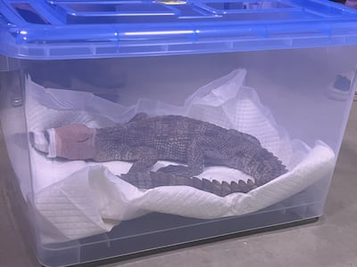 여주 하천서 발견된 ‘샴악어’… 30대 주인 검거