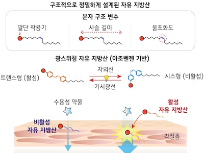 국내 연구진이 피부를 통한 약물 전달 효율을 좌우하는 지방산의 분자 구조를 규명했다./포스텍
