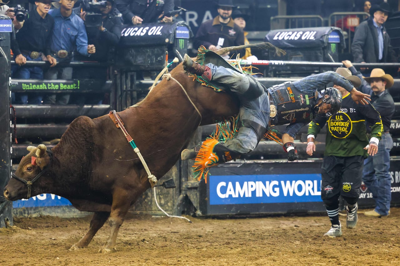 더 한장] 아찔한 황소 타기, 8초만 버텨라, image size:1280x853