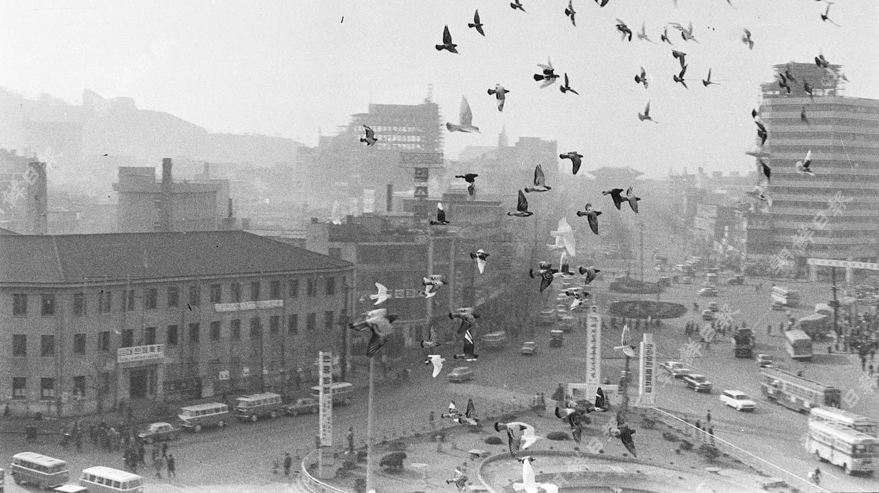 1965년 12월 10일 서울시청 비둘기들이 시청 광장 위를 날고 있다.