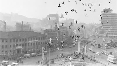 1970년대에 전국 행사로 ‘출장’ 다녔던 서울시청 비둘기들