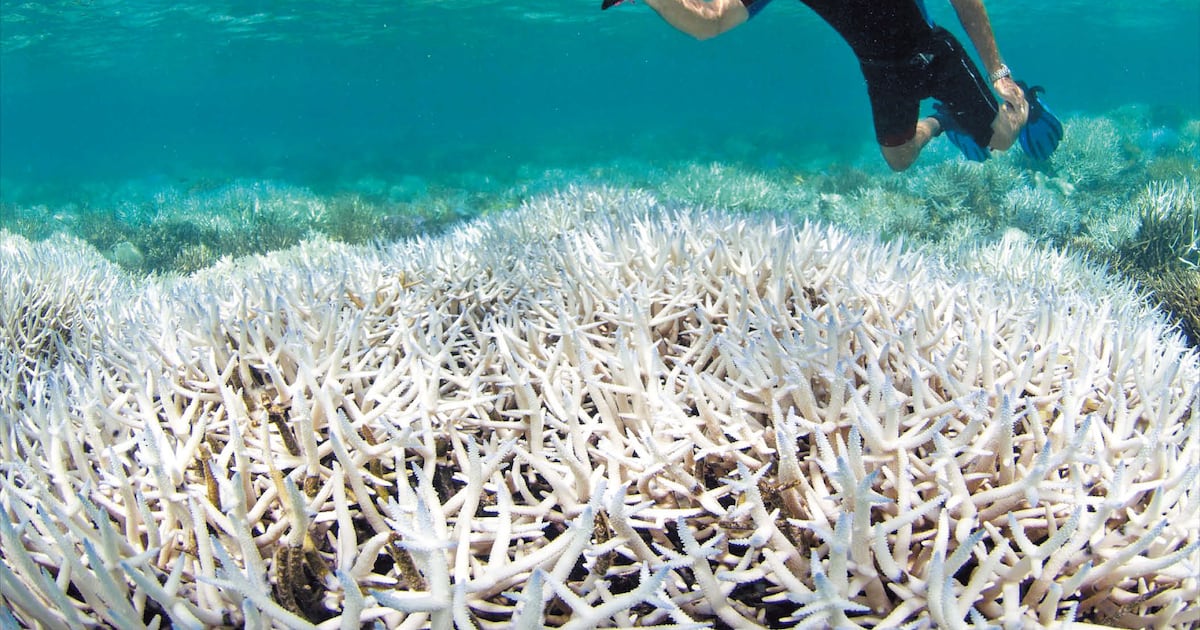 Photo: 조선일보 Researchers Use Reef Soundscapes to Boost Coral Larvae Settlement