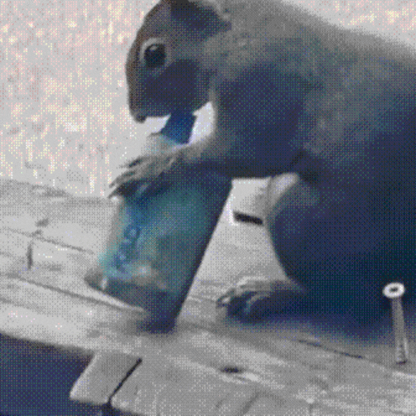squirrel smoking a cigarette Taxidermy: Wild Grey with and a Bottle Squirrel with cigarette found on