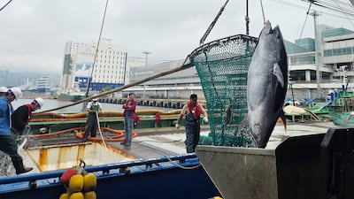 Climate-Driven Fresh Tuna Era Begins in Korea
