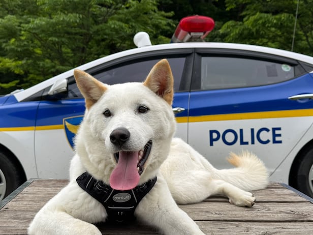 경찰견에 도전하는 진돗개./경찰견 훈련센터