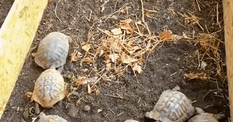 암컷 거북이들이 절벽에서 뛰어내리는 충격적인 이유 (여초 아님)