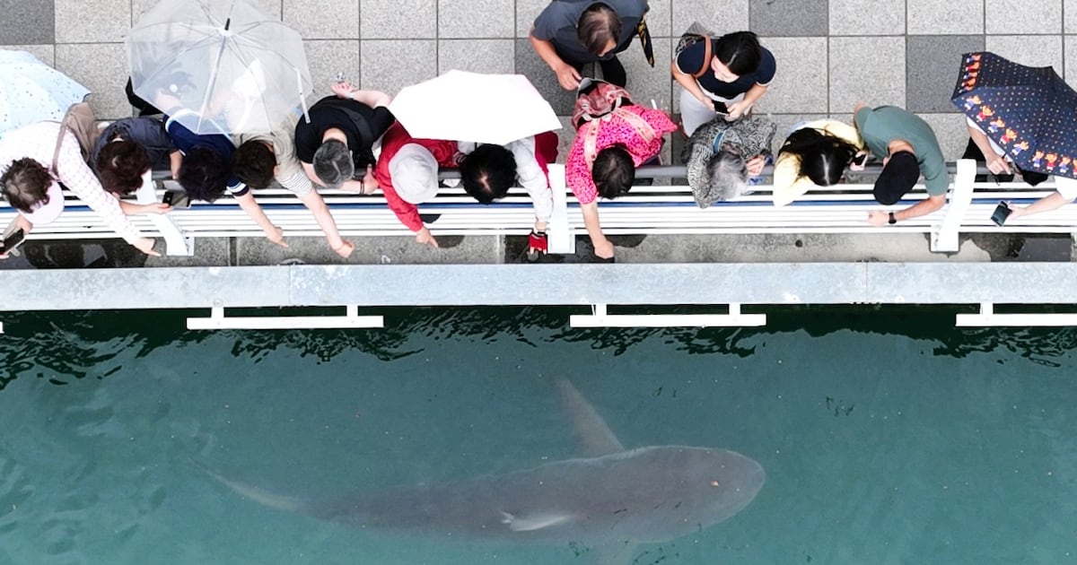 Busan harbor shark Bukangi identified as endangered female dusky shark