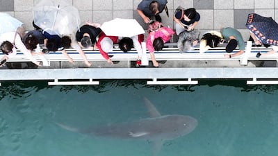 부캉이 정체 밝혀졌다… “멸종 위기 암컷 흑상어”