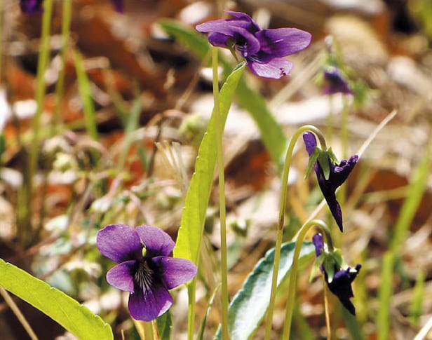 ¼¿ïÁ¦ºñ²É(À§ÂÊ »çÁø)°ú È£Á¦ºñ²É, Á¦ºñ²É(¾Æ·¡ÂÊ »çÁø) µîÀº µµ½É¿¡¼ ÈçÈ÷ º¼ ¼ö ÀÖ´ä´Ï´Ù. /±è¹Îö ±âÀÚ