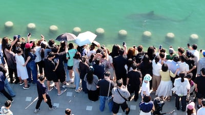 “부캉이 보러 왔어요”... 부산 도심 상어 등장에 ‘출산설’까지