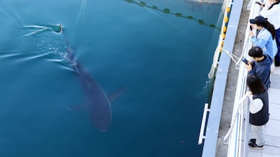 22일 오전 부산 북항 친수공원 인공 수로에서 전날 3차 유도작업으로 수로 밖으로 나갔던 상어 ‘부캉이’가 차단막 안으로 들어와 수로 안을 유영하고 있다. /연합뉴스