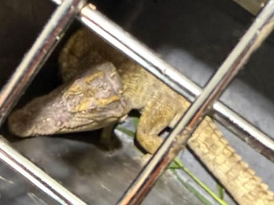 “악어, 네가 왜 거기서 나와?”… 여주 소양천서 50cm 크기 포획