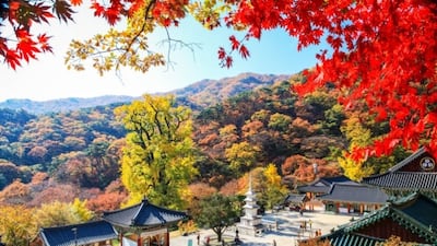 용문사 단풍.(경기 양평군 제공. 재판매 및 DB 금지)/뉴스1