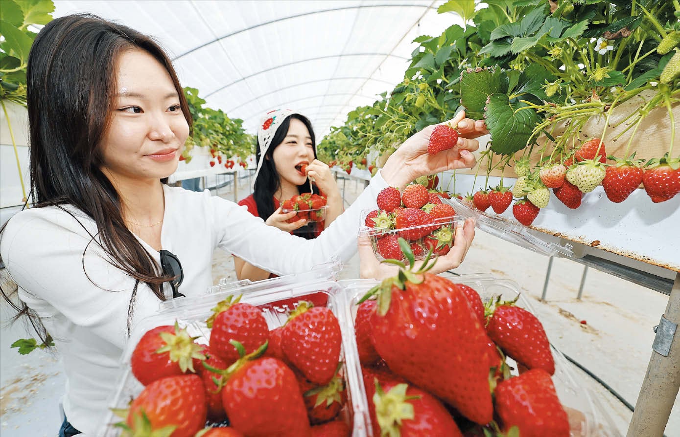 올봄 마지막 딸기, 논산서 맛보세요