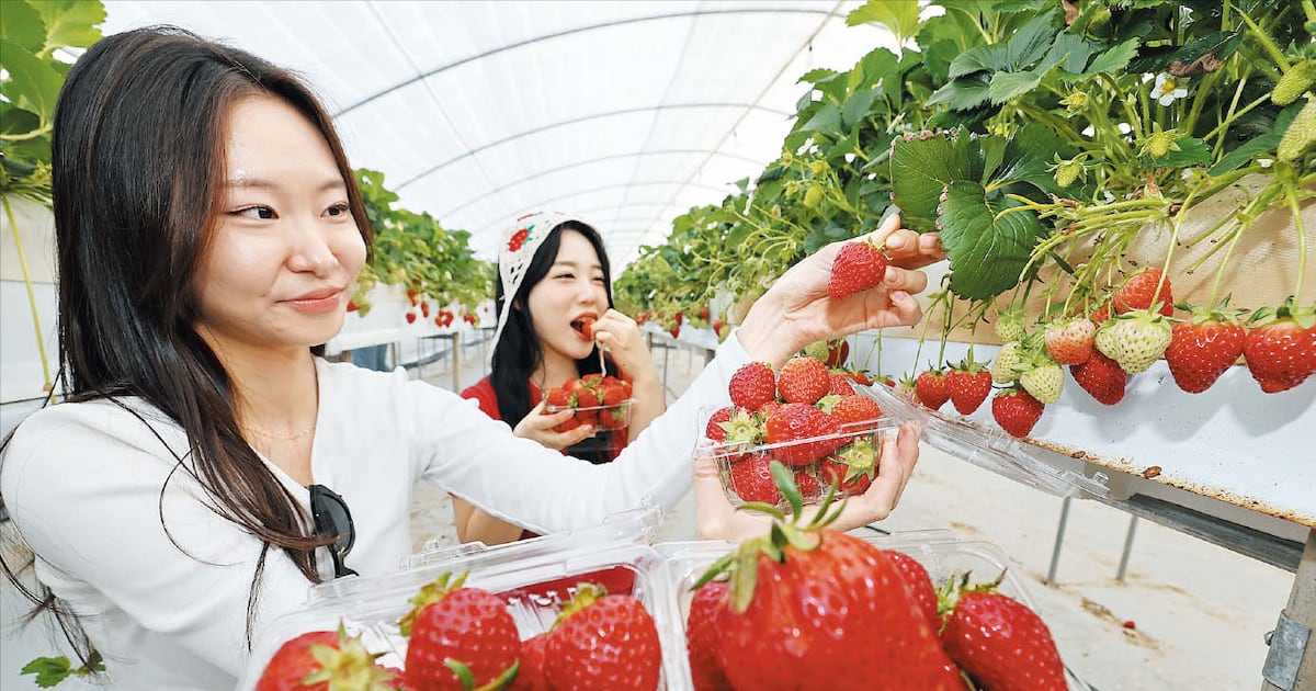 올봄 마지막 딸기, 논산서 맛보세요 - 뉴스 썸네일 이미지