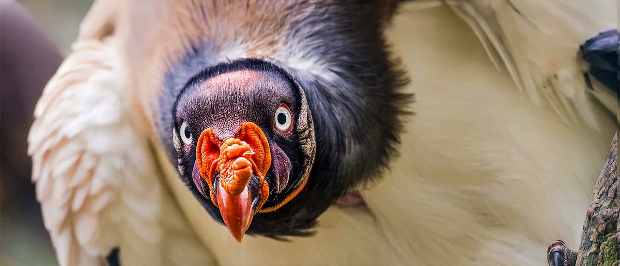 보라색 목덜미를 한 왕대머리수리. /Berlin Zoo