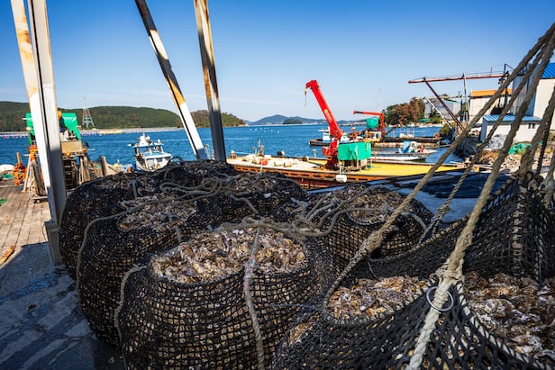 한 그물 당 700~800kg인 굴 더미. /이건송 영상미디어 기자