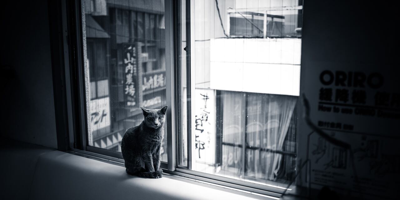 막내 턱시도 코숏 행복이 고양이 폐렴에 걸려서 죽다 살았습니다. : 네이버 블로그, image size:1280x640