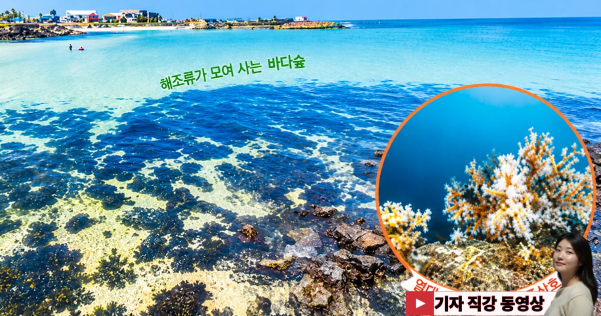 온난화로 28도까지 수온 상승... 제주 바다에 ‘바다숲’ 사라지고 ‘산호초’가 늘었어요