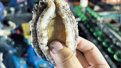 값싸진 전복… 고속도 휴게소 메뉴에도 올라