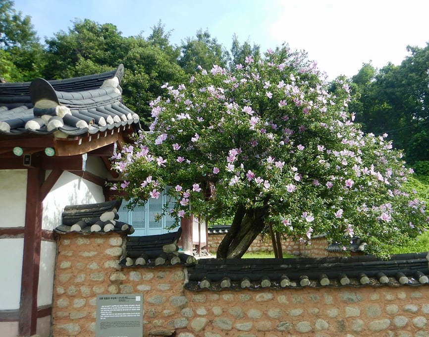 현존 국내 최고령으로 알려진 강릉 사천면 방동리에 심어진 무궁화 나무. 1900년 전후로 심어진 것으로 추정되고 나무의 뿌리목 둘레가 146㎝로 현재 알려진 국내 무궁화 중 가장 굵다. /윤주 국가유산청 국가유산위원