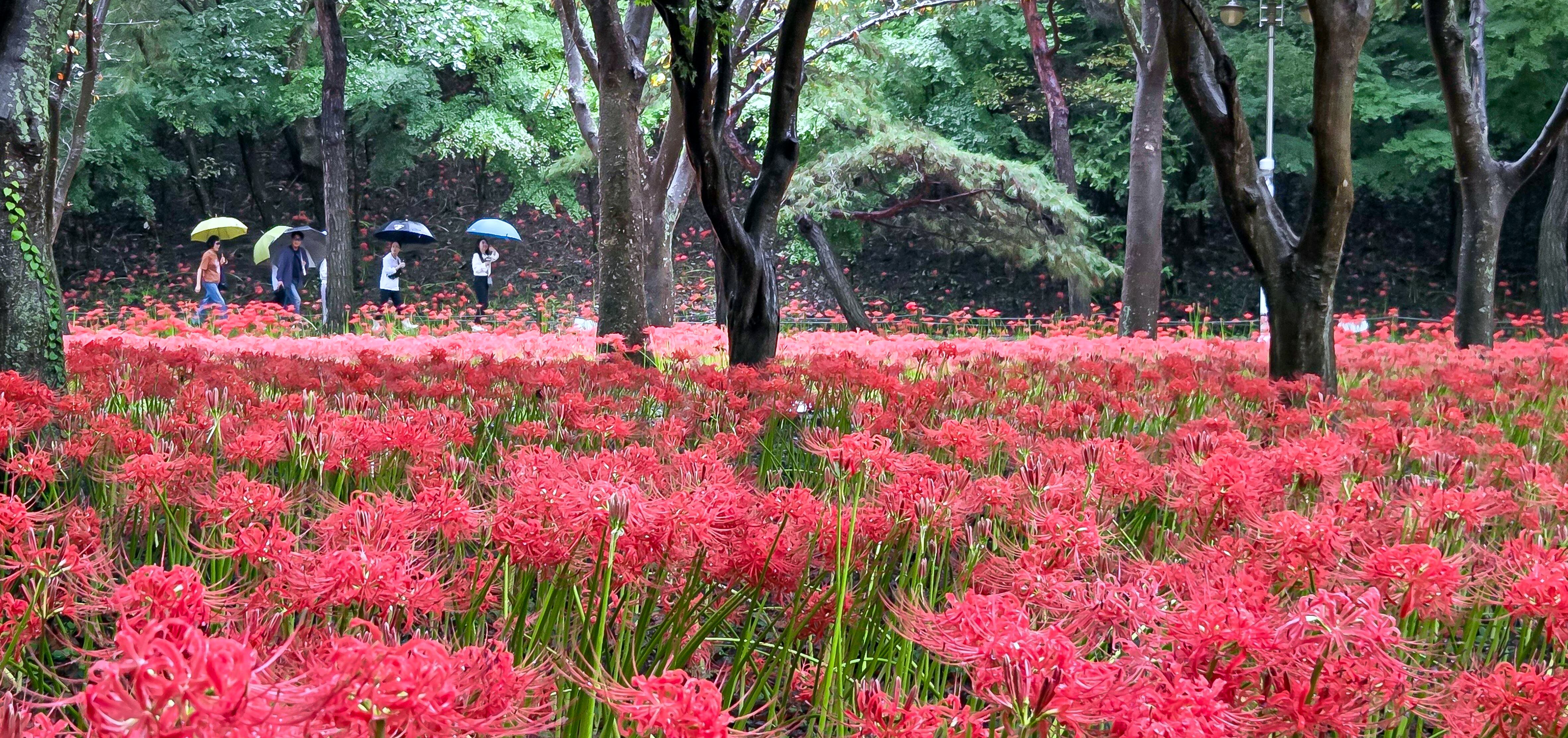 불갑사의 꽃무릇은 그 붉음으로 계절의 전환을 알린다. 가을비가 내린 지난달 25일 전남 영광군 불갑면 불갑사로 가는길에는 붉은 꽃무릇이 활짝 피었다./ 김영근 기자