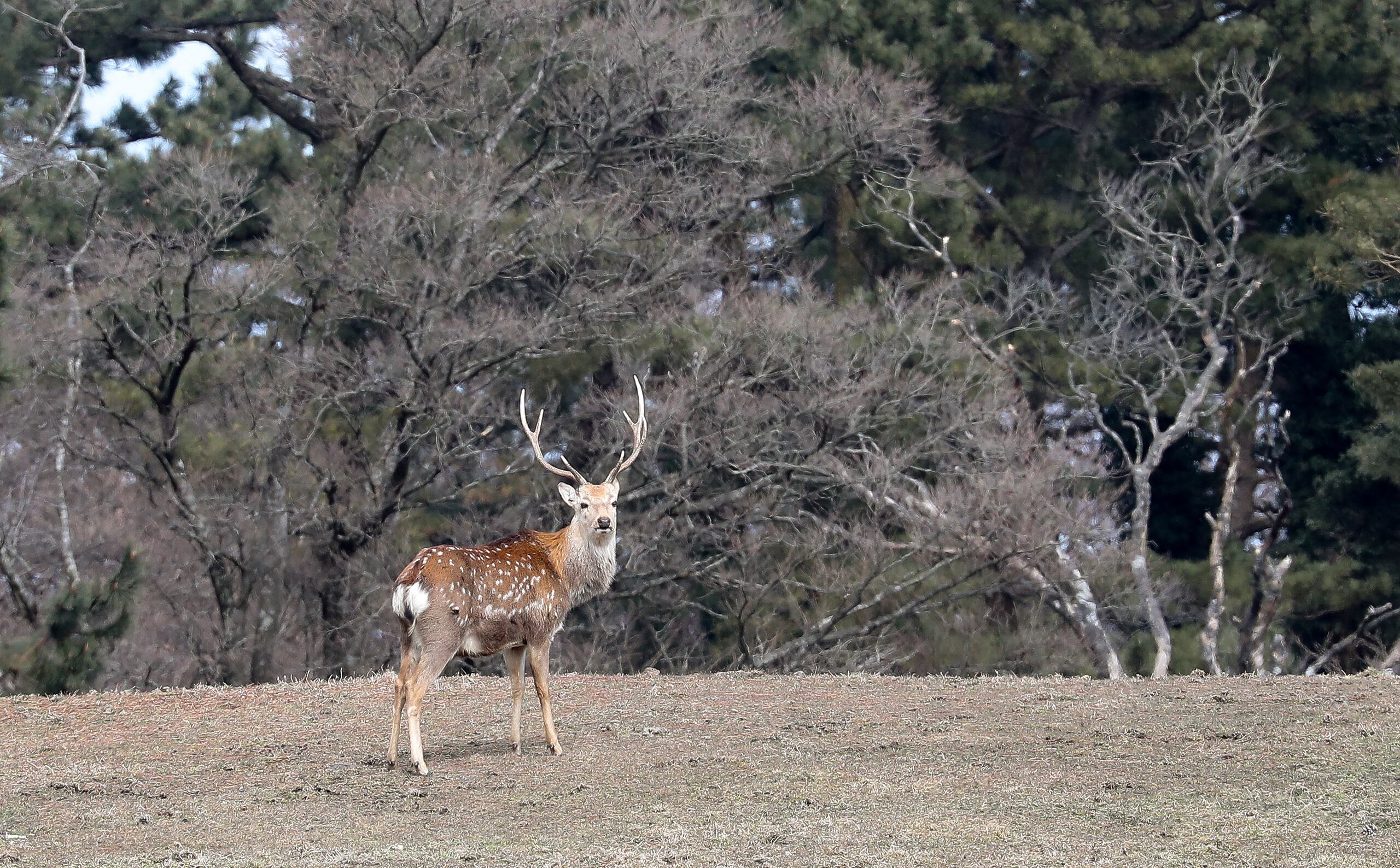 흔한 사슴여우 : r/SpeculativeEvolution, image size:2560x1588