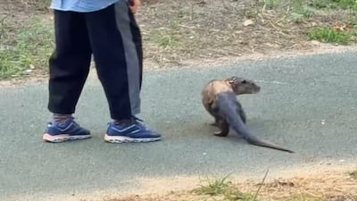 상어 ‘부캉이’ 다음은 수달 ‘온처니’?… 도시가 아쿠아리움된 부산