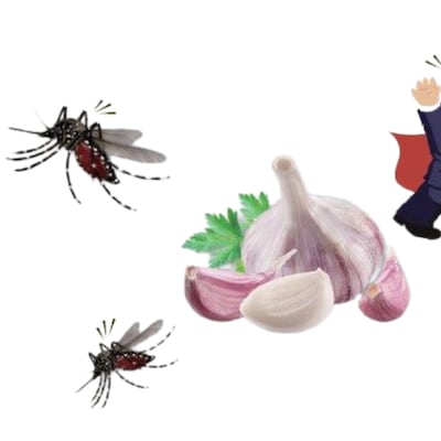 드라큘라 모기에게 마늘 먹였더니 사람 안 문대요