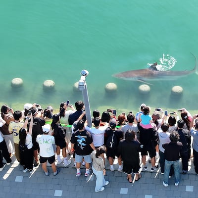 동해에 이어 부산까지...상어가 나타났다!