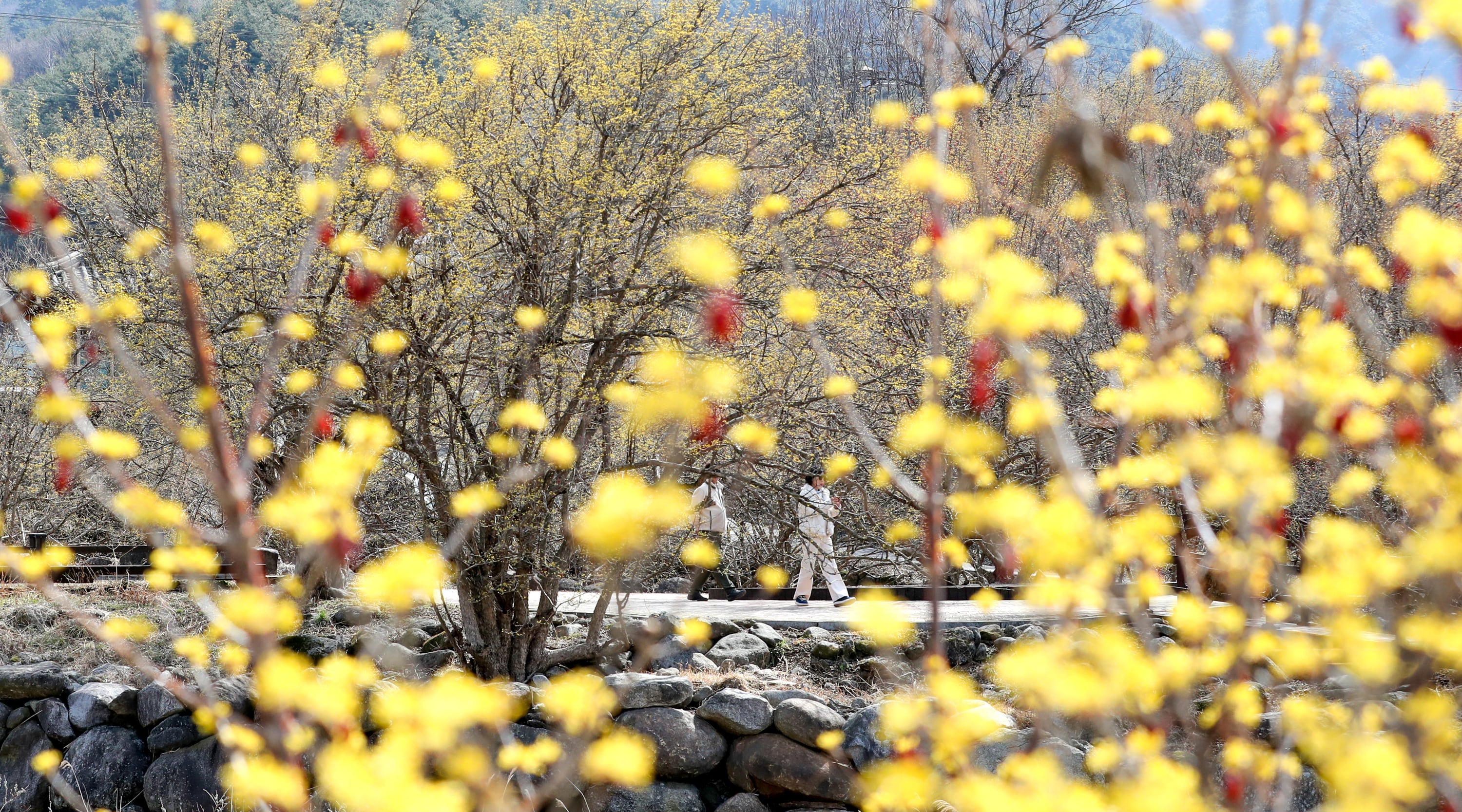 휴일인 8일 전남 구례군 산동면 산수유마을에 산수유가 꽃망울을 터뜨리기 시작했다. 오는 14일부터 산수유축제가 시작된다. /김영근 기자