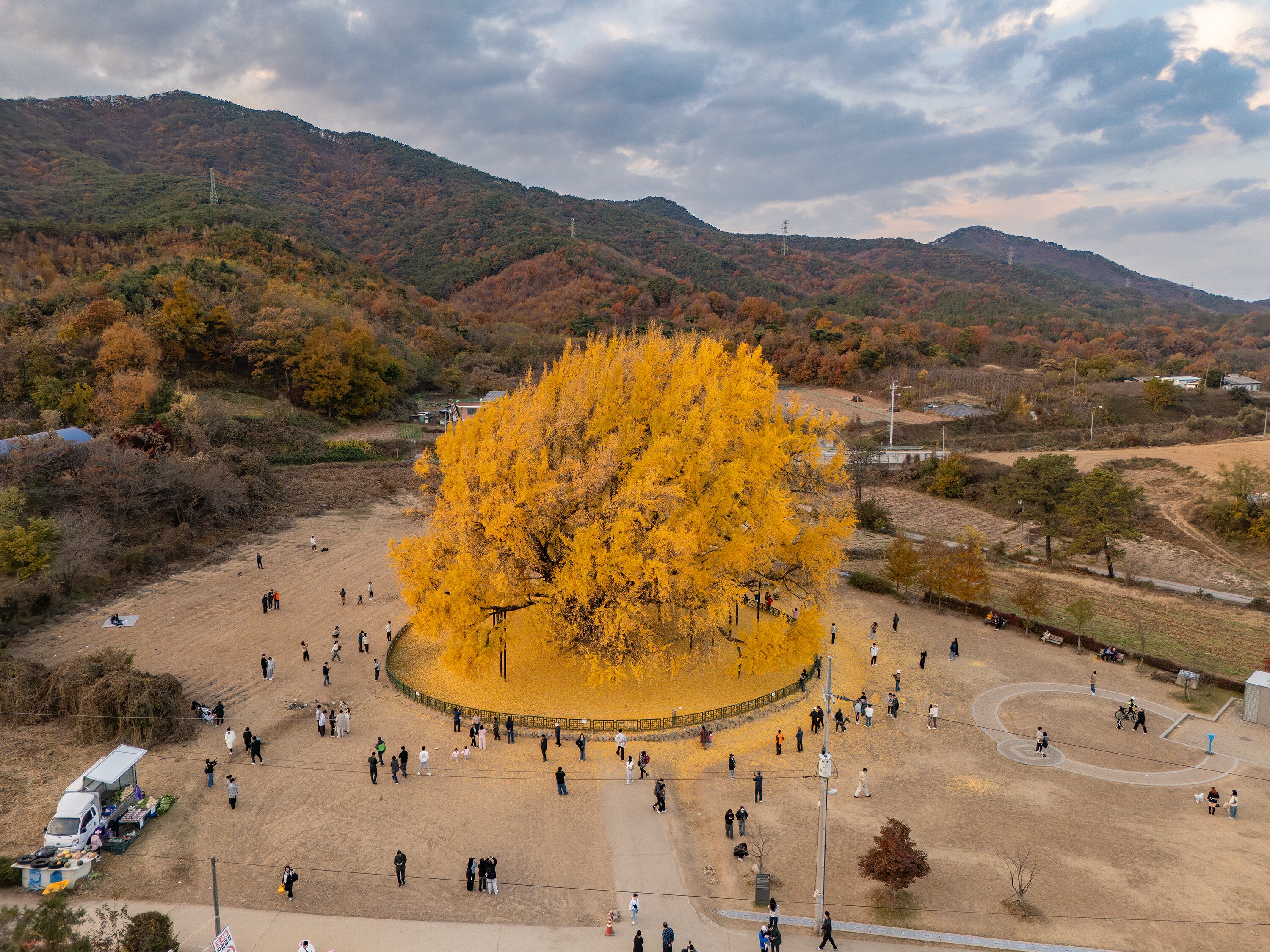 작년 가을 11월 14일 강원도 원주시 반계리 은행나무가 절정을 맞이한 모습./박상훈 기자