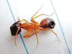 인천항 신항 야적장서 독성 붉은불개미 220마리 발견… 비상 방제 작업