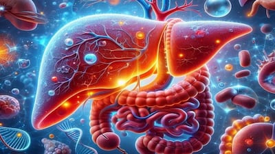 간 이미지. 최근 GLP-1 계열 약물의 MASH 치료 효과가 입증돼 GLP-1을 활용한 MASH 신약개발이 활발해졌다./Pixabay
