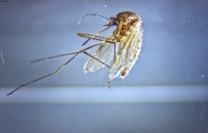 일본뇌염 매개모기. /조선DB