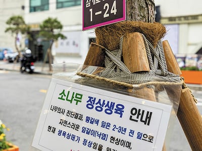 가로수 베어내고 소나무 새로 심은 마포구…서울시 감사서 ‘위법’ 적발