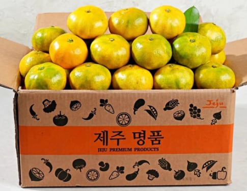 올해 첫 수확 제주 서귀포 노지 감귤, 4.5㎏ 한 상자 9900원 공동구매