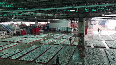 Norway's Cut Sparks 247% Jump in Korean Mackerel Exports
