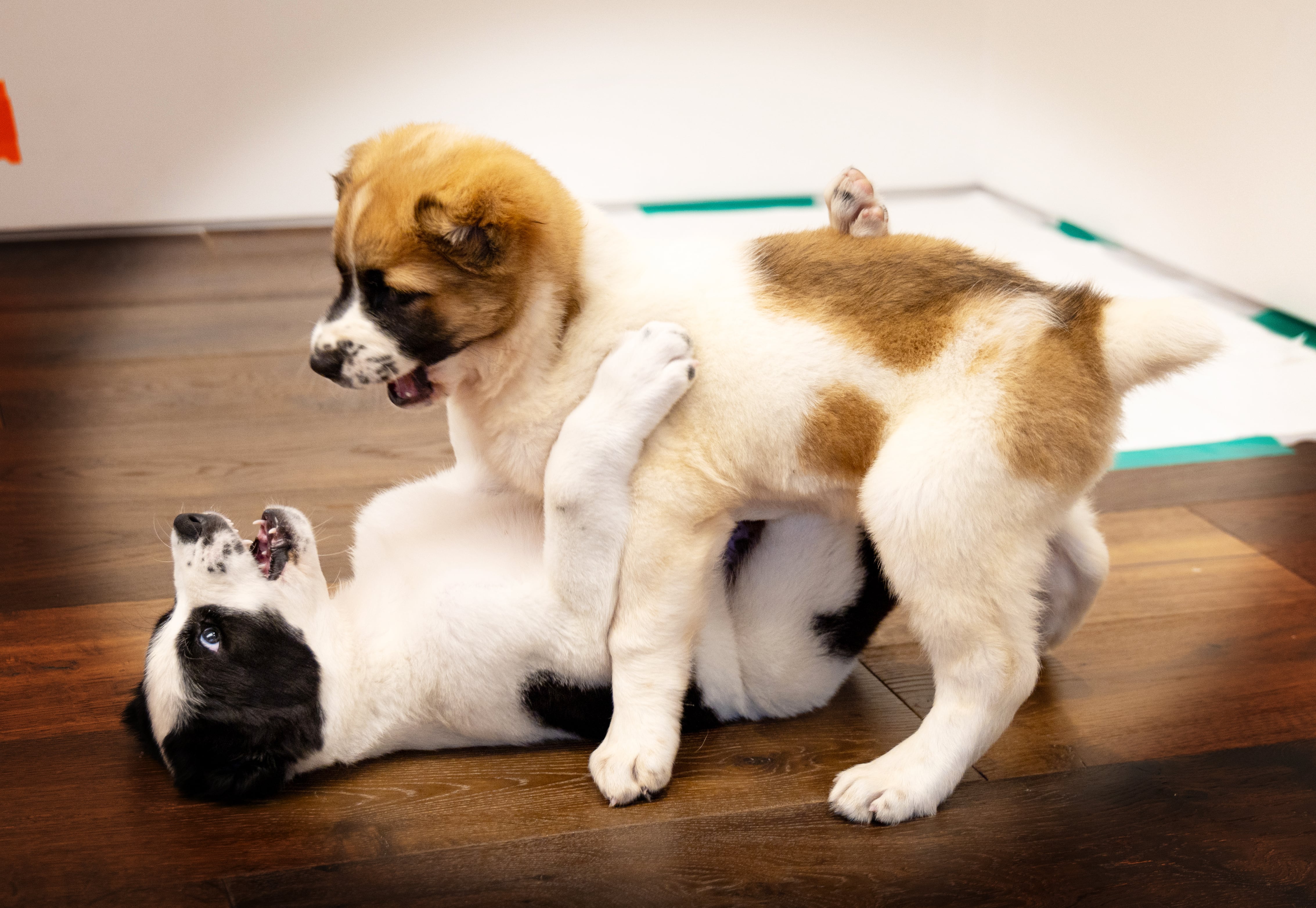 윤석열 대통령 부부가 중앙아시아 순방에서 구르반굴리 베르디무하메도프 투르크메니스탄 최고지도자 겸 인민이사회의장 부부로부터 선물로 받은 투르크메니스탄 국견 알라바이 두 마리가 19일 대통령 관저에서 놀고 있는 모습. /대통령실 제공