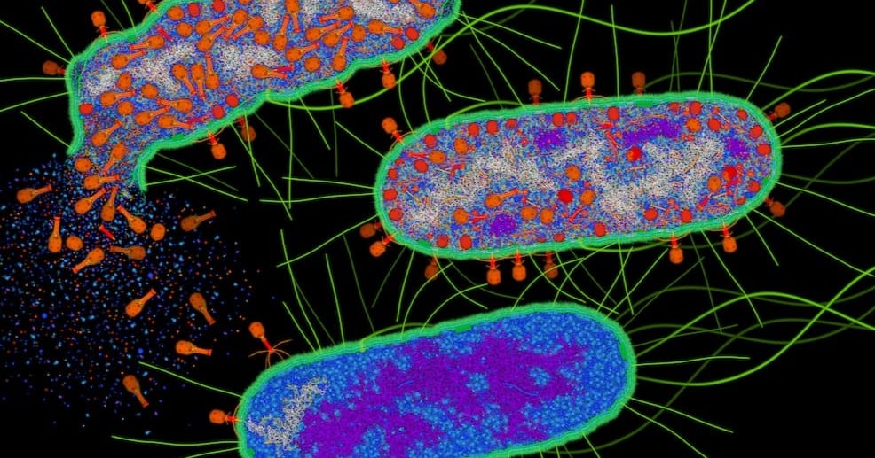 '수퍼 박테리아' 침투해 터뜨리는 치료제 속속 나와 - 뉴스 썸네일 이미지