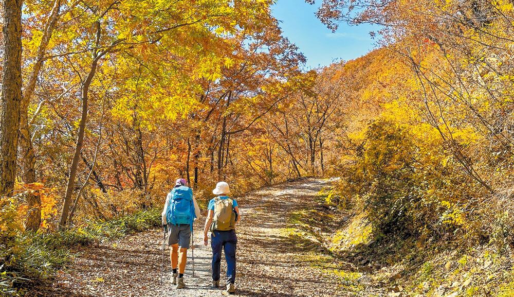 붉은 단풍잎이 터널처럼 펼쳐진 길 위를 걷는 여행자들의 모습. /승우여행사 제공